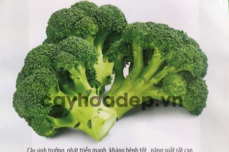 Kỹ thuật trồng và chăm sóc bông cải xanh (súp lơ xanh) đạt năng suất, chất lượng cao