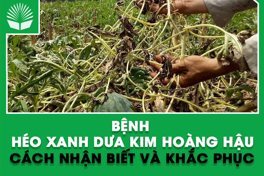 Bệnh Héo Xanh Dưa Kim Hoàng Hậu: Cách Nhận Biết và Khắc Phục