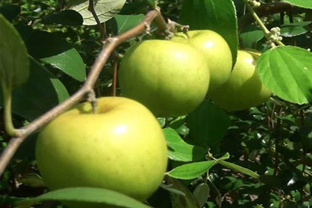 Kỹ thuật trồng và nhân giống táo ta