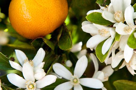 Xử lý ra hoa, xử lý tăng đậu quả và chống rụng trái cam