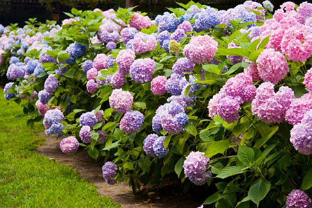 Cách trồng và chăm sóc cây hoa cẩm tú cầu đổi màu sắc theo ý muốn