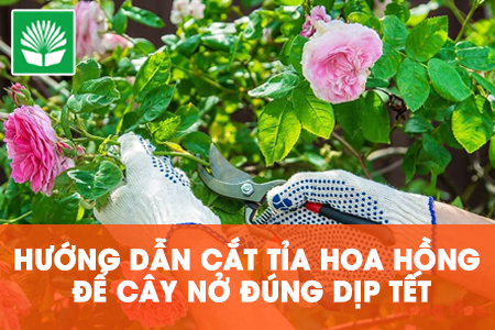 Hướng dẫn cắt tỉa hoa hồng để cây nở đúng dịp tết