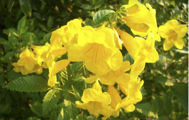Kỹ thuật trồng hoa Huỳnh Liên trong chậu nở hoa đẹp lung linh
