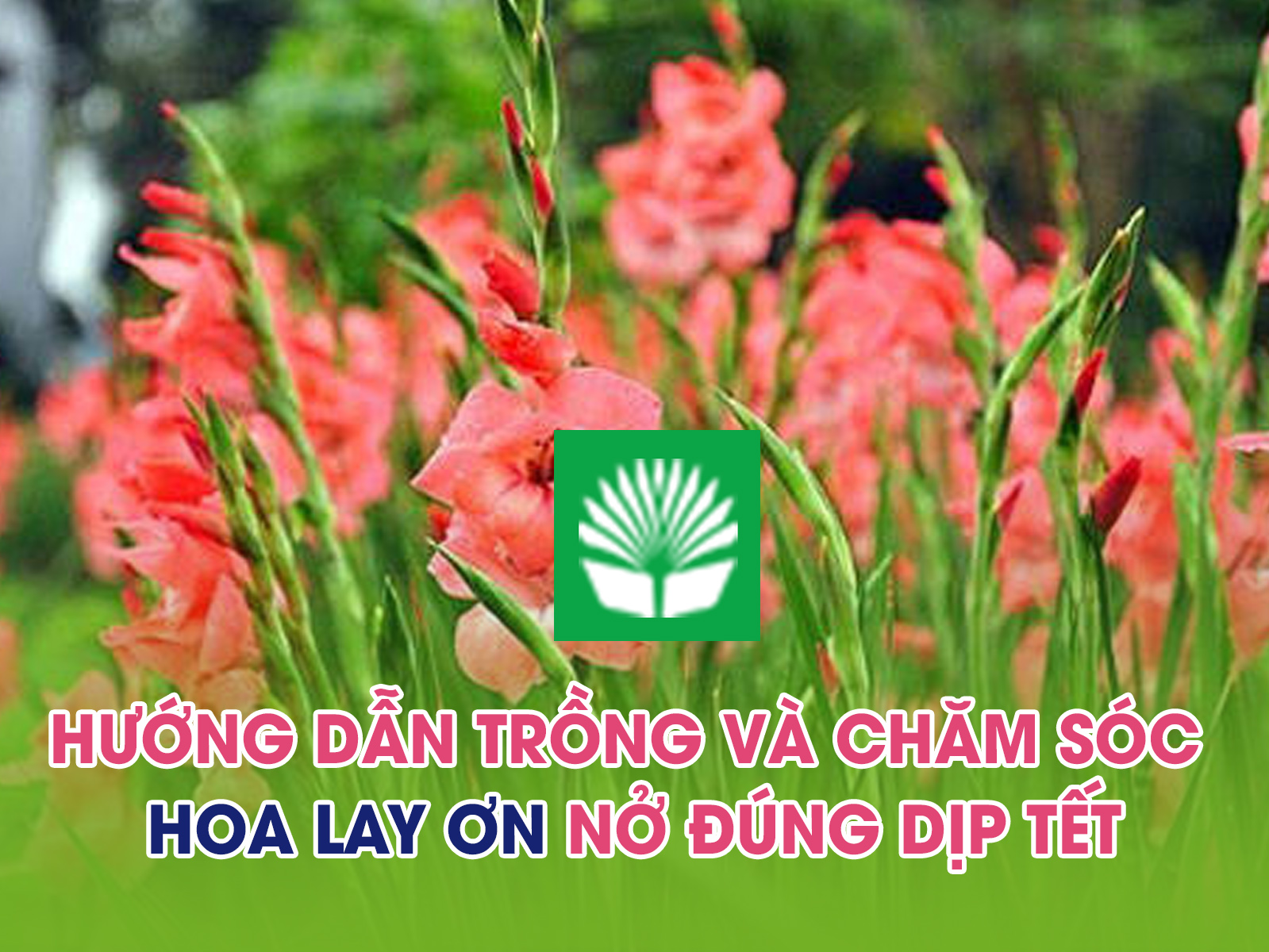 Hướng dẫn trồng và chăm sóc hoa lay ơn nở đúng dịp tết