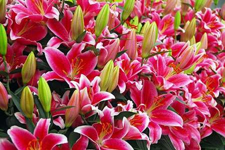 Bí quyết “điều khiển” hoa ly nở đúng dịp tết Nguyên Đán và cách chăm sóc cho hoa bền lâu hơn