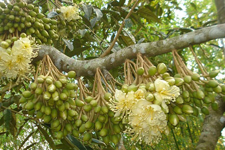 Kỹ thuật chăm sóc cây sầu riêng thời kỳ ra hoa – mắt cua