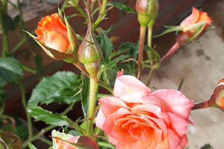 Mẹo chăm sóc hoa hồng trong mùa hè nắng nóng