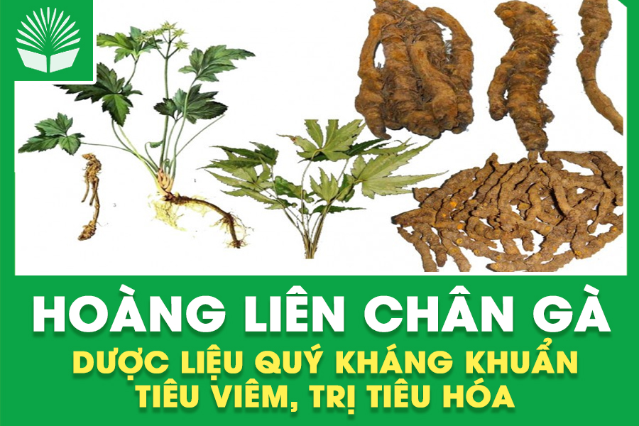 Hoàng Liên Chân Gà – Dược Liệu Quý Kháng Khuẩn, Tiêu Viêm, Trị Tiêu Hóa