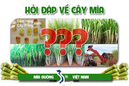 Hỏi đáp về cây mía và sản xuất mía đường (kỳ 1)