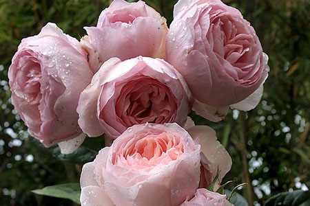 Cách trồng hoa hồng leo Heritage Rose cho hoa sai trĩu bông