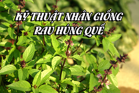 Kỹ thuật nhân giống rau húng quế