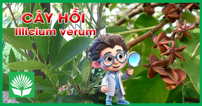 Cây hồi