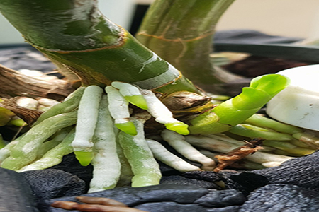 Sử dụng các loại chất điều hòa sinh trưởng trên cây lan giúp kích chồi và kích rễ tua tủa