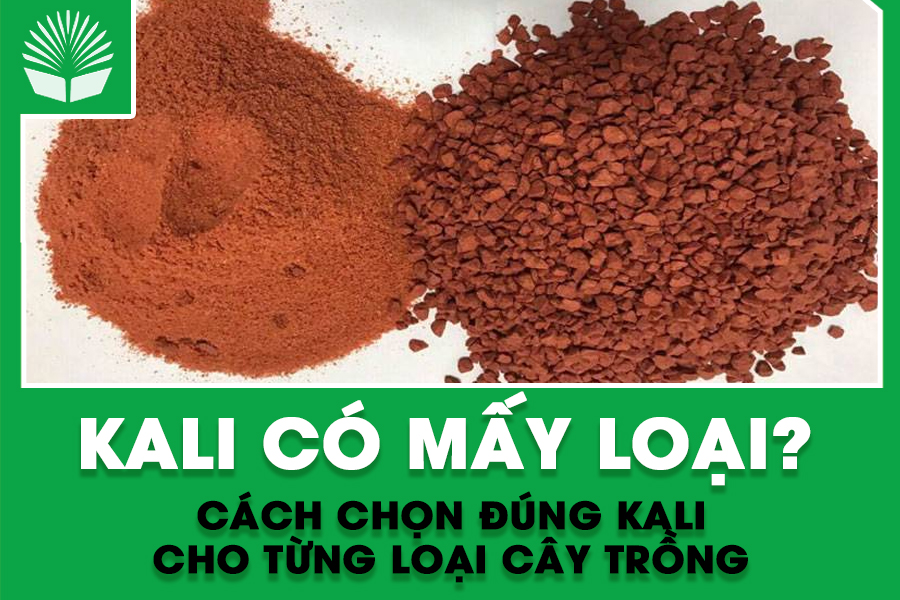 Kali có mấy loại? Cách chọn đúng Kali cho từng loại cây trồng