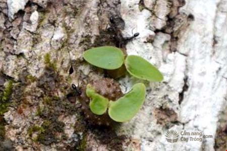 Phát hiện kiến đã biết trồng cây từ 3 triệu năm trước