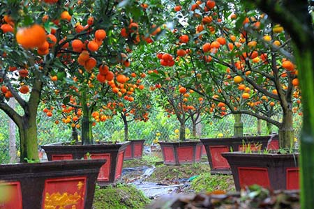 Kỹ thuật trồng cây cam trong chậu làm cây bonsai chưng bày ngày tết