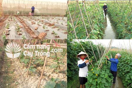Kỹ thuật trồng và chăm sóc dưa leo (dưa chuột) giai đoạn cây con (trồng đại trà)