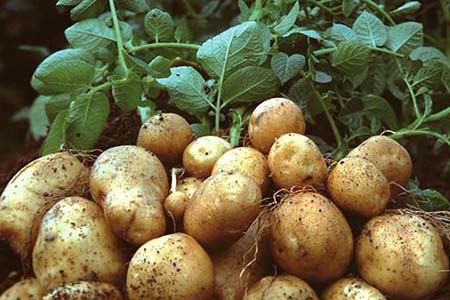 Kỹ thuật trồng khoai tây thương phẩm