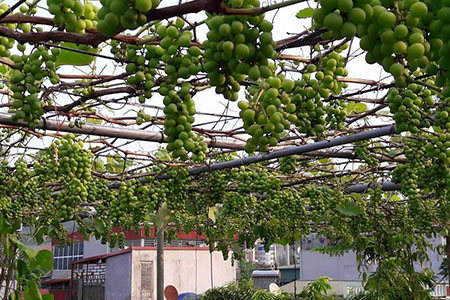 Kỹ thuật trồng nho trên sân thượng cho cây sai trĩu quả