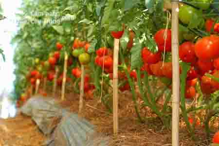 Kỹ thuật trồng cây cà chua (trồng đại trà)
