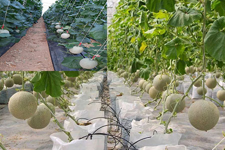 Kỹ thuật trồng dưa lưới theo tiêu chuẩn VietGap