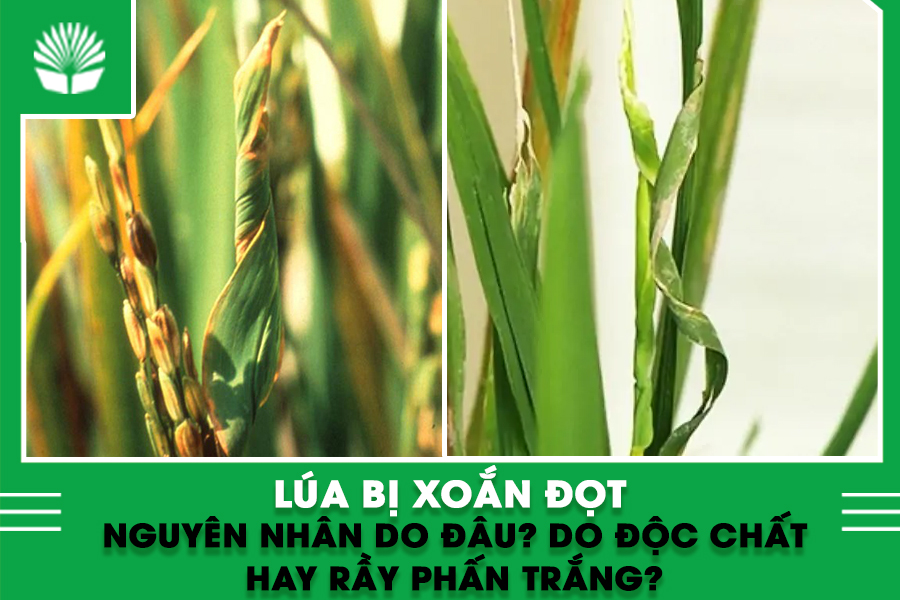 Lúa bị xoắn đọt – nguyên nhân do đâu? Do độc chất hay rầy phấn trắng?