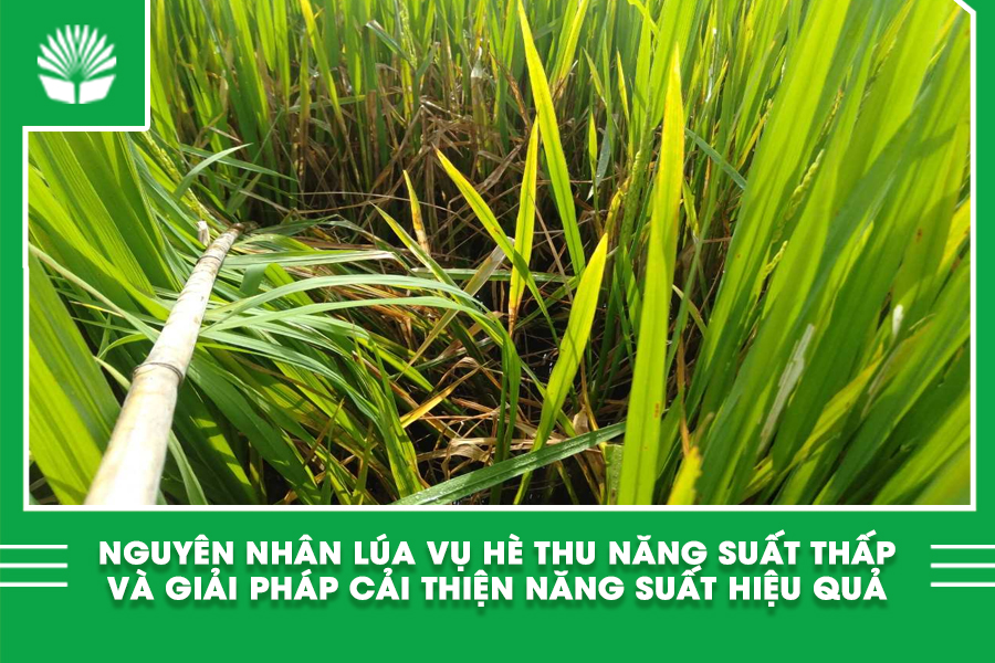 Nguyên nhân lúa vụ hè thu năng suất thấp và giải pháp cải thiện năng suất hiệu quả