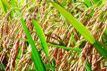 Những tiến bộ và triển vọng của ngành trồng lúa