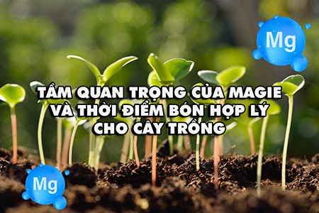 Tầm quan trọng của Magie và thời điểm bón hợp lý cho cây trồng