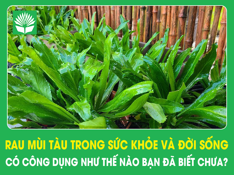 Rau mùi tàu trong sức khỏe và đời sống có công dụng như thế nào bạn đã biết chưa?