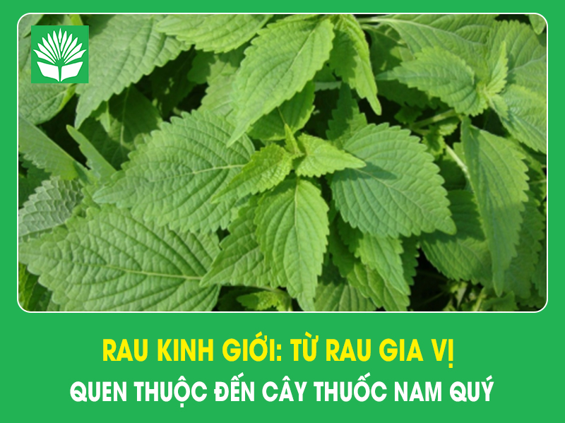 Rau kinh giới: từ rau gia vị quen thuộc đến cây thuốc nam quý