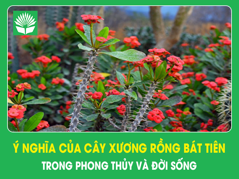 Ý nghĩa của cây xương rồng bát tiên trong phong thủy và đời sống