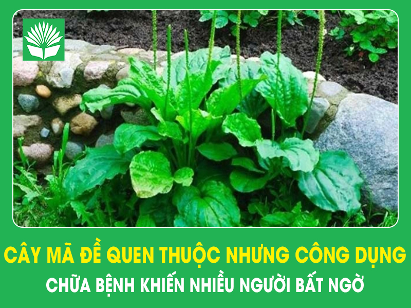 Cây mã đề quen thuộc nhưng công dụng chữa bệnh khiến nhiều người bất ngờ