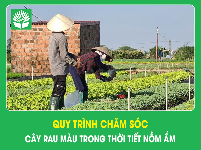 Quy trình chăm sóc cây rau màu trong thời tiết nồm ẩm