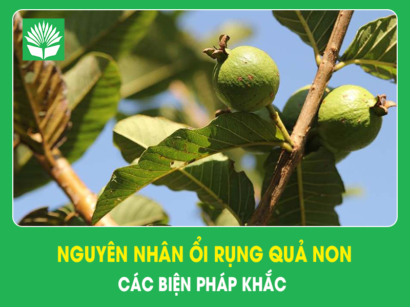Nguyên nhân cây ổi rụng quả non và các biện pháp khắc phục