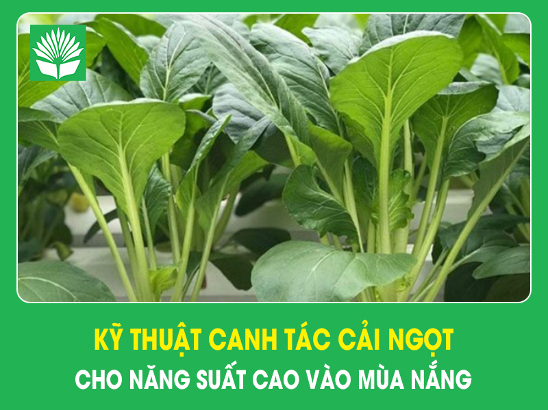 Kỹ thuật canh tác cải ngọt cho năng suất cao vào mùa nắng