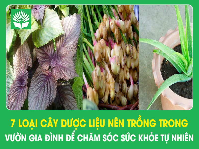 7 loại cây dược liệu nên trồng trong vườn gia đình để chăm sóc sức khỏe tự nhiên