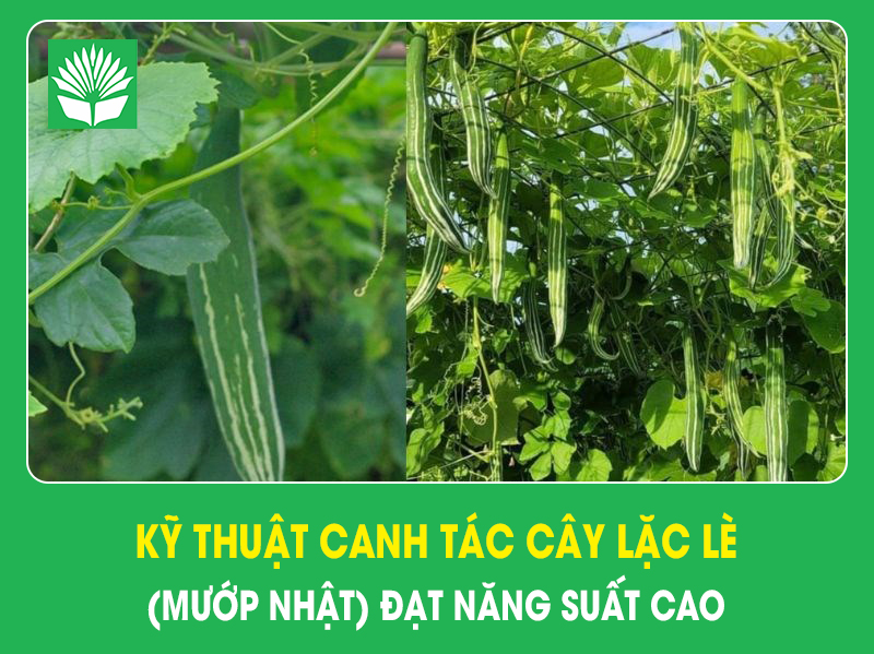 Kỹ thuật canh tác cây lặc lè(mướp Nhật) đạt năng suất cao