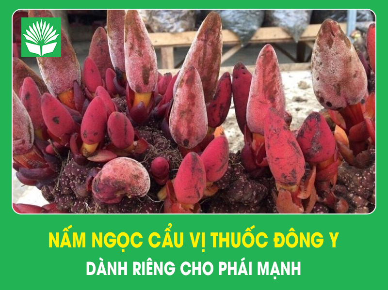Nấm ngọc cẩu vị thuốc đông y dành riêng cho phái mạnh