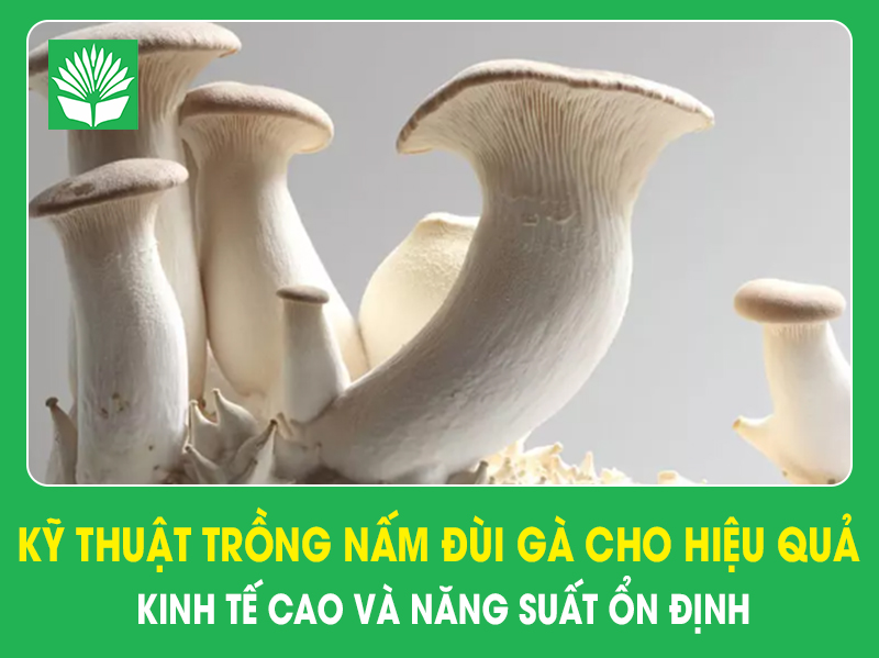 Kỹ thuật trồng nấm đùi gà cho hiệu quả kinh tế cao và năng suất ổn định