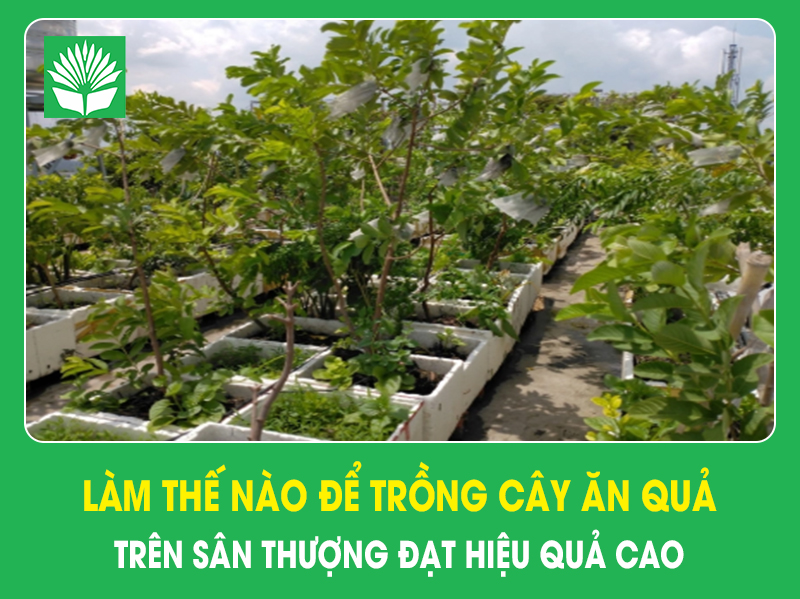 Làm thế nào để trồn cây ăn quả trên sân thượng đạt hiệu quả cao