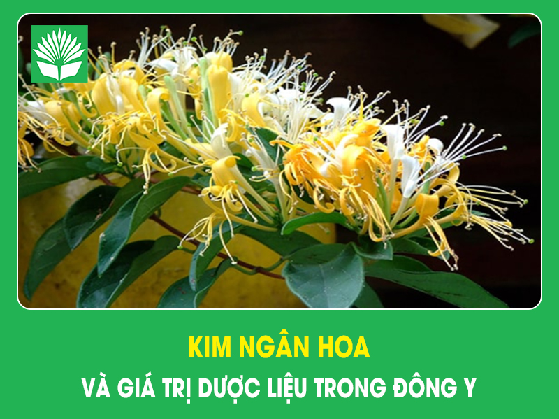 Kim ngân hoa và giá trị dược liệu trong đông y