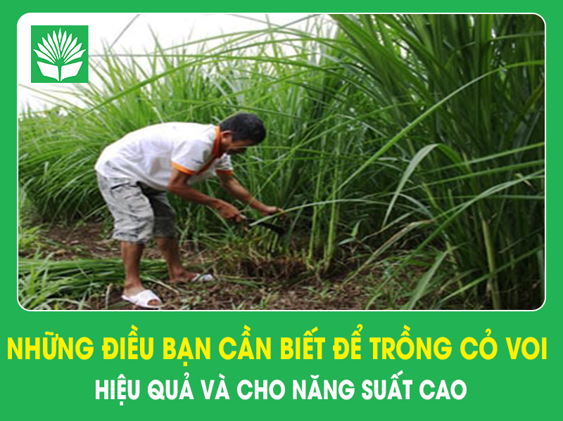 Những điều bạn cần biết để trồng cỏ voi hiệu quả và cho năng suất cao