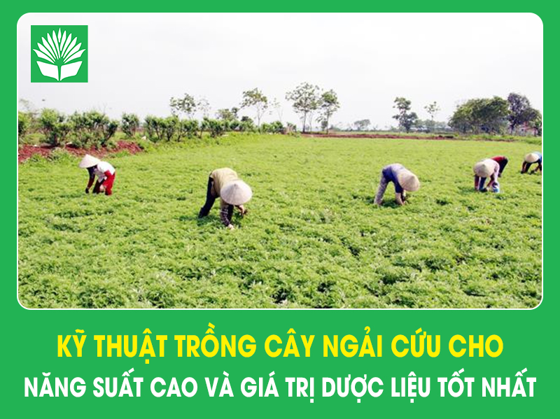 Kỹ thuật trồng cây ngải cứu cho năng suất cao và giá trị dược liệu tốt nhất
