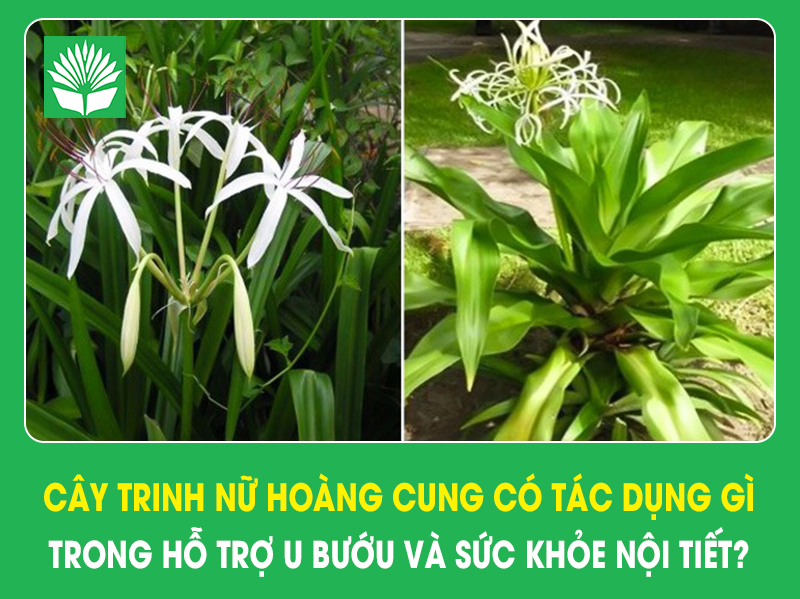 Cây trinh nữ hoàng cung có tác dụng gì trong hỗ trợ u bướu và sức khỏe nội tiết?
