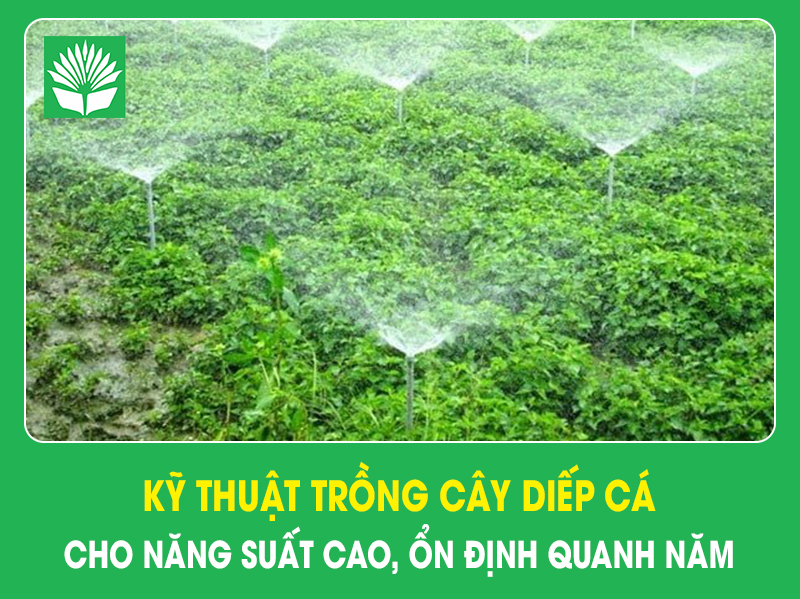Kỹ thuật trồng cây diếp cá cho năng suất cao,ổn định quanh năm