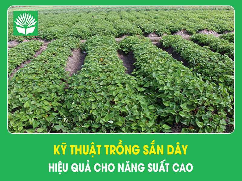 Kỹ thuật trồng sắn dây hiệu quả cho năng suất cao