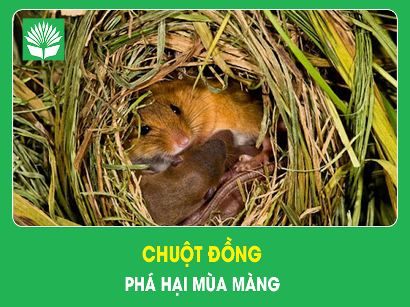 Chuột đồng