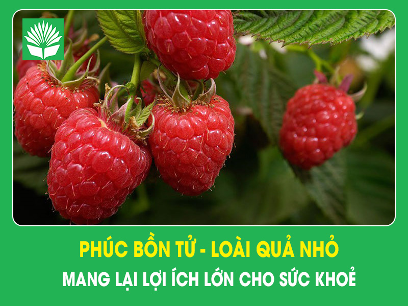 Phúc bồn tử – Loài quả nhỏ mang lại lợi ích lớn cho sức khoẻ
