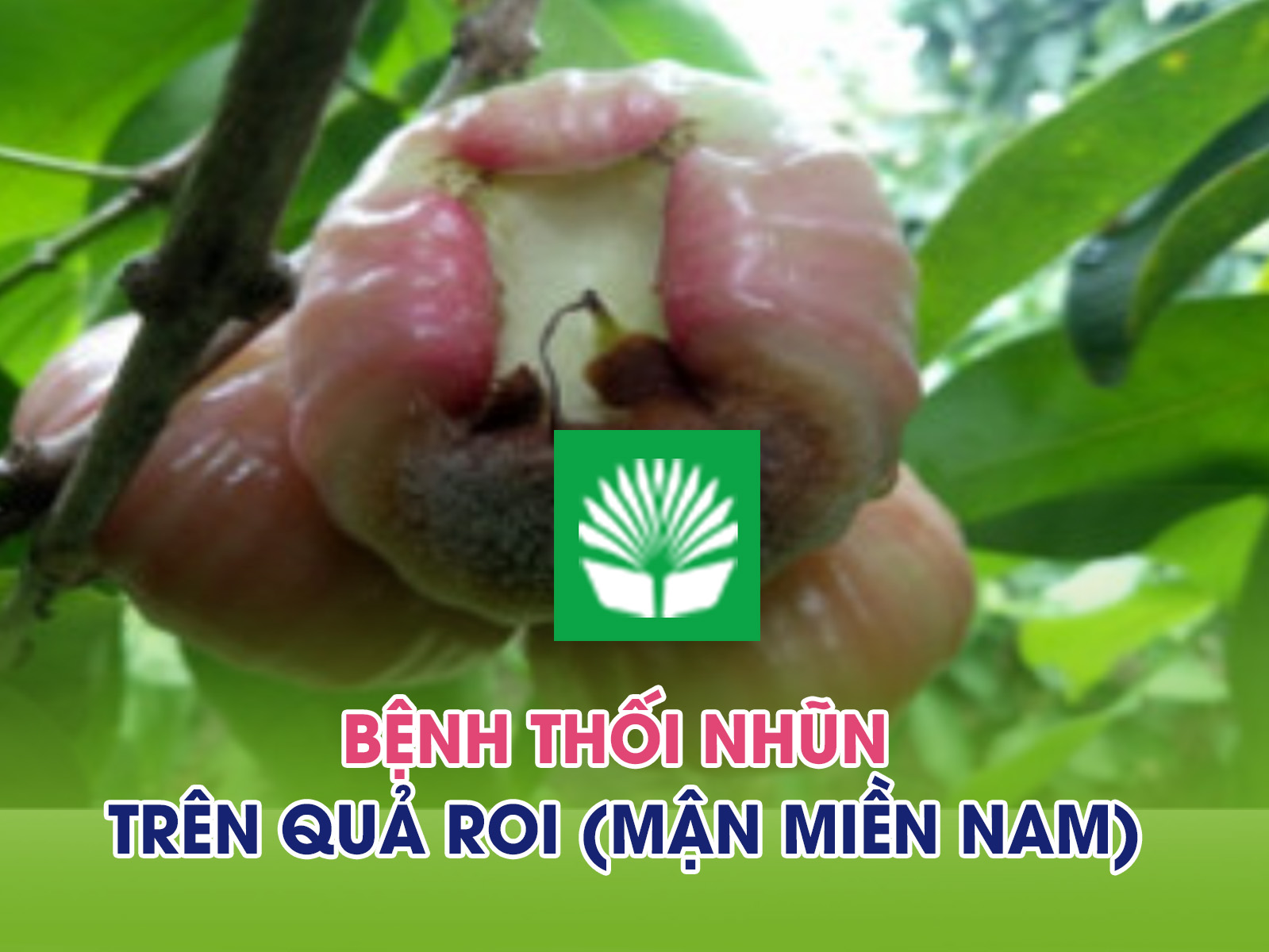 Bệnh thối nhũn trên quả roi (mận miền Nam)